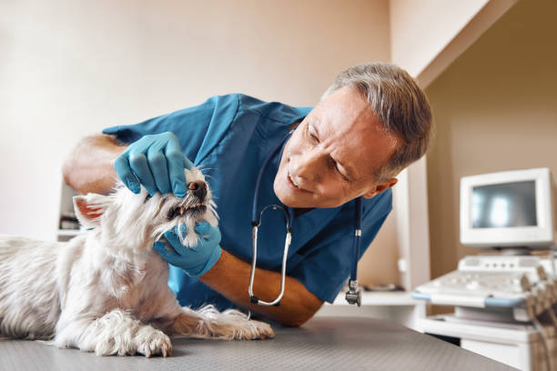 Best Emergency Wisdom Tooth Extraction in Ignacio, CO
